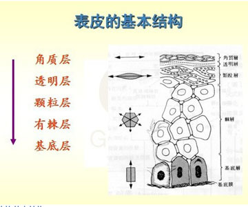 宏强知识部篇章：皮肤生理学（一）